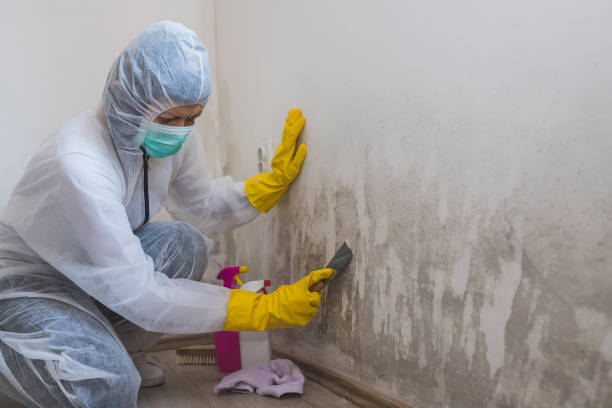 Best Mold Cleaning Services  in Lakes Of The Four Seasons, IN