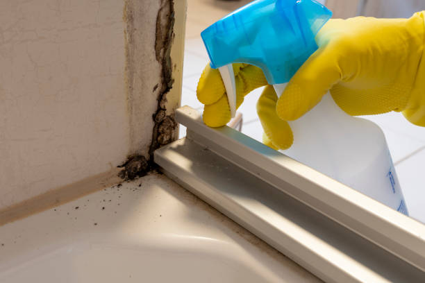 Best Local Mold Removal Service  in Lakes Of The Four Seasons, IN