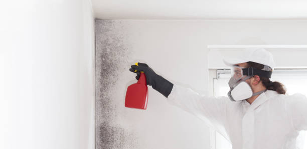 Best Mold Remediation  in Lakes Of The Four Seasons, IN