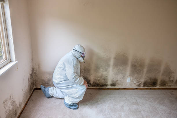 Mold Removal Process in Lakes Of The Four Seasons, IN
